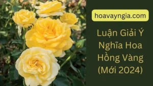 Luận Giải Ý Nghĩa Hoa Hồng Vàng (Mới 2024)