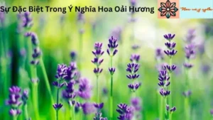 Sự Đặc Biệt Trong Ý Nghĩa Hoa Oải Hương