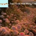 Top 7 Loài Hoa Mang Ý Nghĩa Cô Đơn