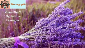 Khám Phá Ý Nghĩa Hoa Lavender