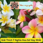 Giải Thích Ý Nghĩa Hoa Sứ Hay Nhất