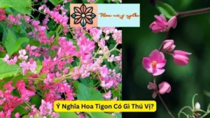 Ý Nghĩa Hoa Tigon Có Gì Thú Vị?