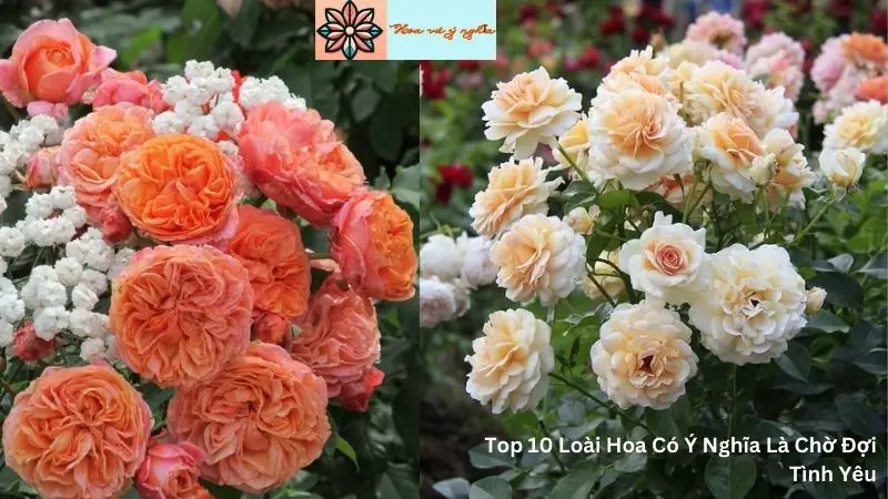 Top 10 Loài Hoa Có Ý Nghĩa Là Chờ Đợi Tình Yêu