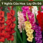 Ý Nghĩa Của Hoa Lay Ơn Đỏ