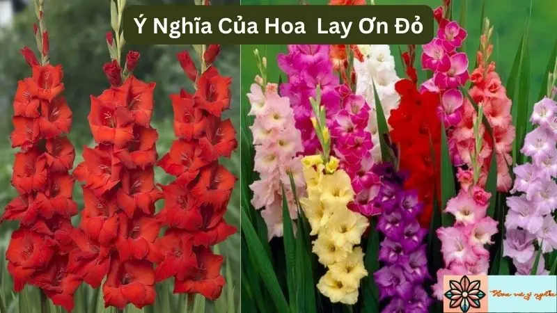 Ý Nghĩa Của Hoa Lay Ơn Đỏ