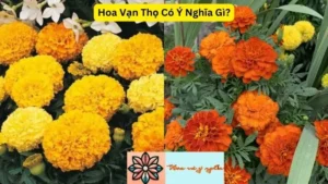 Hoa Vạn Thọ Có Ý Nghĩa Gì?