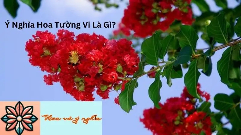 Ý Nghĩa Hoa Tường Vi Là Gì?