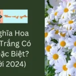 Ý Nghĩa Hoa Cúc Trắng Có Gì Đặc Biệt? (Mới 2024)