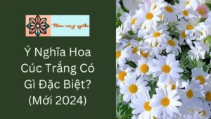 Ý Nghĩa Hoa Cúc Trắng Có Gì Đặc Biệt?