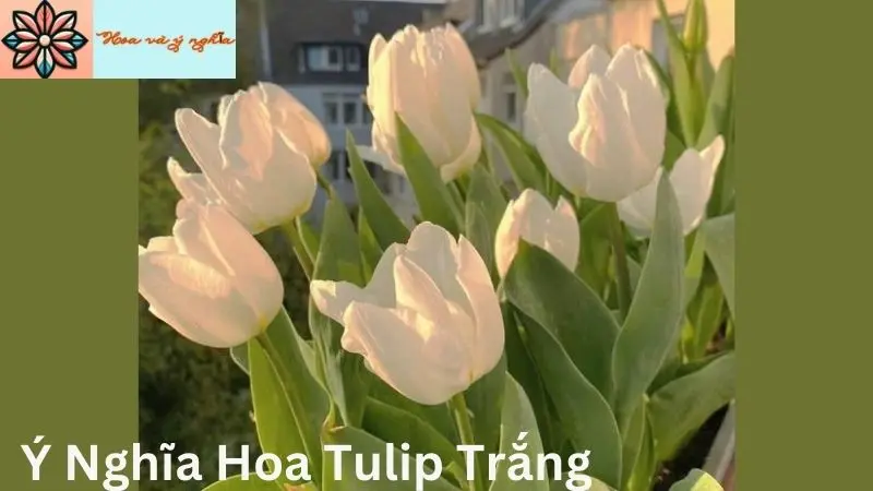 Ý Nghĩa Hoa Tulip Trắng