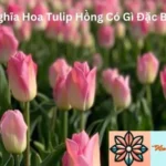 Ý Nghĩa Hoa Tulip Hồng Có Gì Đặc Biệt?