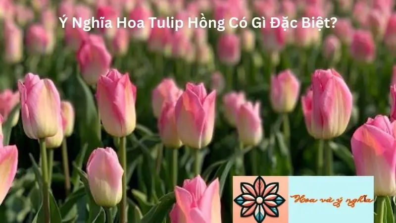 Ý Nghĩa Hoa Tulip Hồng Có Gì Đặc Biệt?