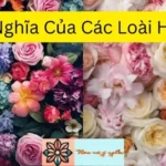 Ý Nghĩa Của Các Loài Hoa