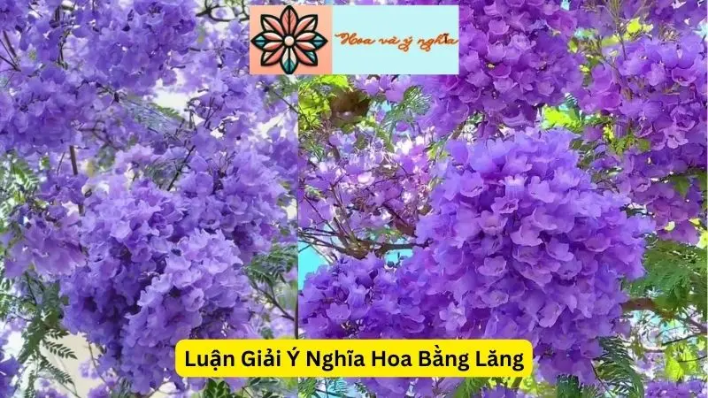 Luận Giải Ý Nghĩa Hoa Bằng Lăng