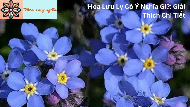 Hoa Lưu Ly Có Ý Nghĩa Gì?: Giải Thích Chi Tiết