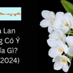 Hoa Lan Trắng Có Ý Nghĩa Gì? (Mới 2024)