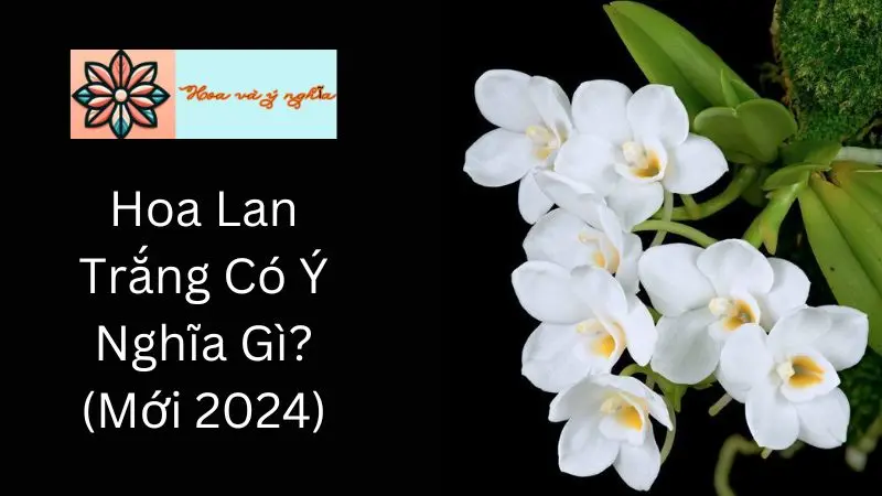 Hoa Lan Trắng Có Ý Nghĩa Gì?