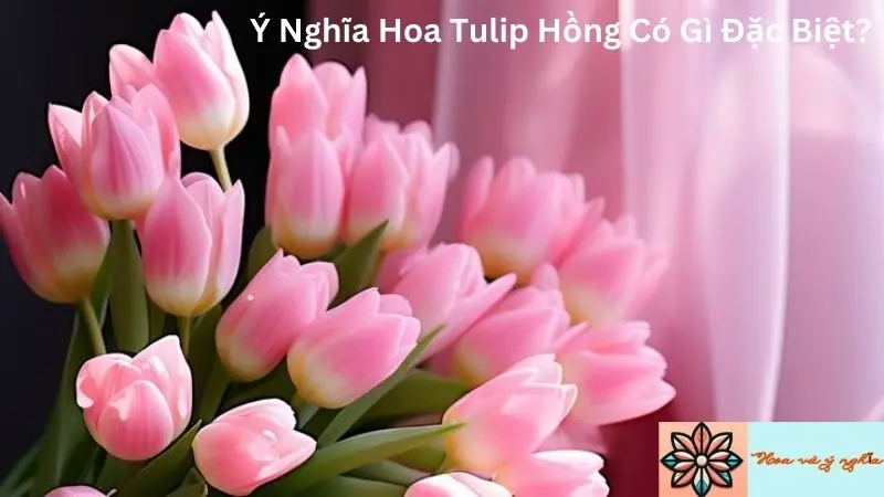 Ý Nghĩa Hoa Tulip Hồng Có Gì Đặc Biệt?